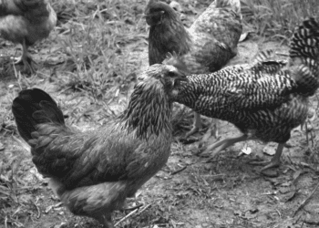 American cities, big and small, still ruffling feathers of backyard chicken owners