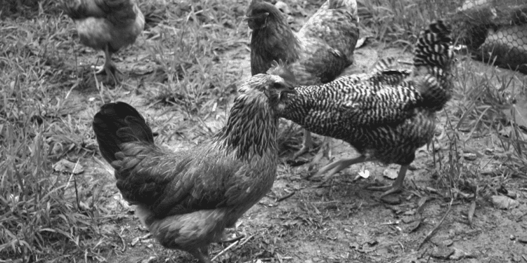 American cities, big and small, still ruffling feathers of backyard chicken owners